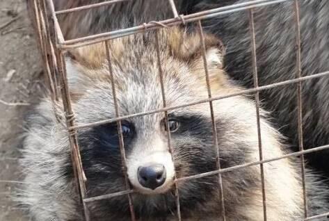 小浣熊被剥皮视频,网友呼吁严惩凶手