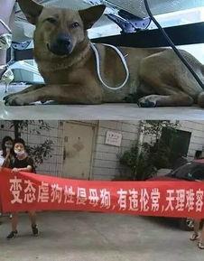 母狗与男人视频大全,伦理争议与法律风险