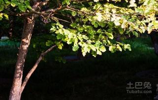 山楂树的管理技术视频,山楂树高效管理技巧解析