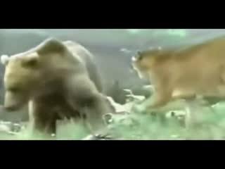 动物打架的视频,激烈打斗瞬间，揭秘动物间的生存法则