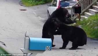 动物打架的视频,激烈打斗瞬间,揭秘动物间的生存法则