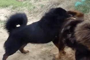 动物打架的视频,激烈打斗瞬间,揭秘动物间的生存法则