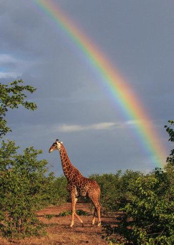 彩虹糖广告视频长颈鹿